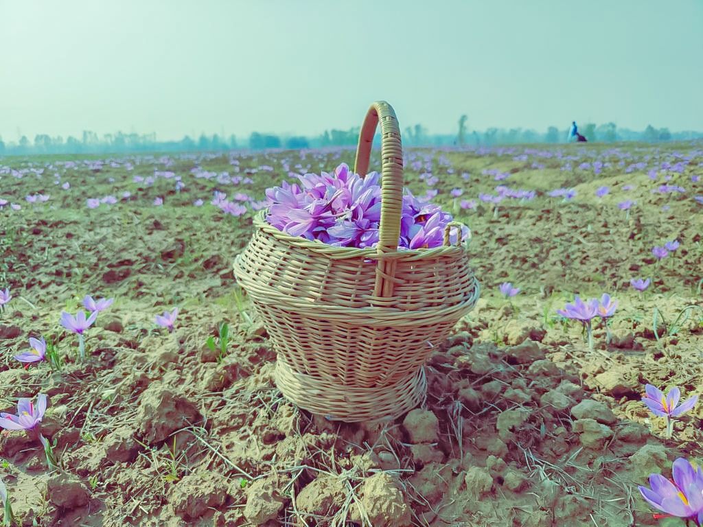 Saffron Crocus Flowers Harvest