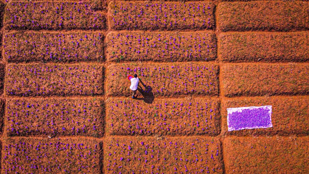 Drone aerial view of saffron fields