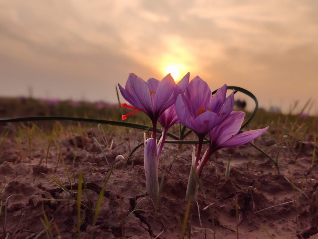 Saffron crocus flowers at sunset
